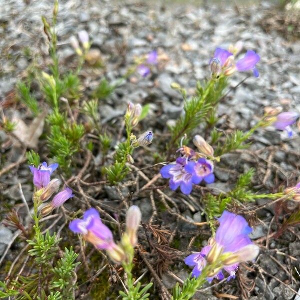 Penstemon linarioides ফুল