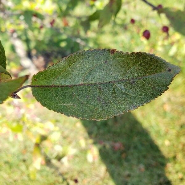 Malus hupehensis Foglia