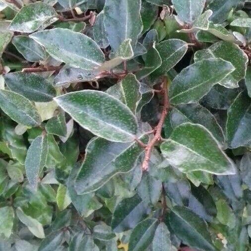 Elaeagnus pungens Folha