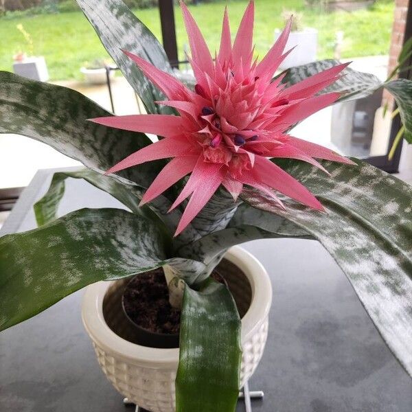 Aechmea fasciata Blomst