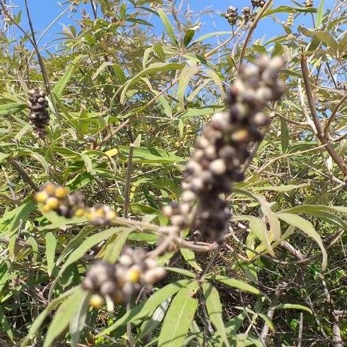 Vitex agnus-castus Fruit