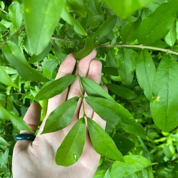 Ligustrum obtusifolium Blad