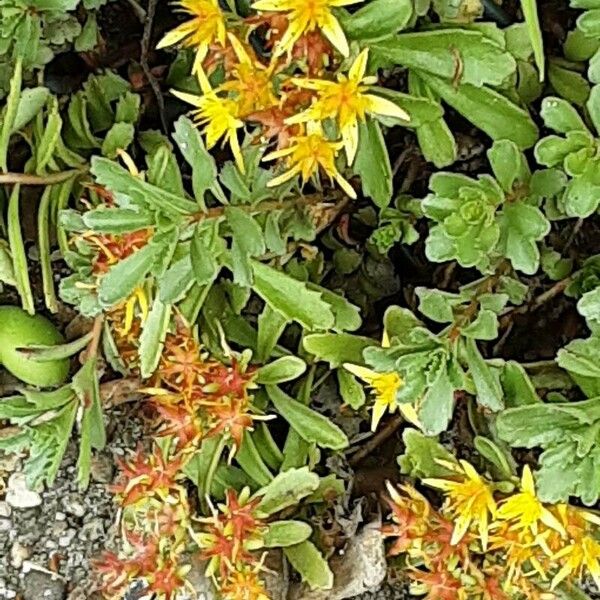 Sedum kamtschaticum Flor