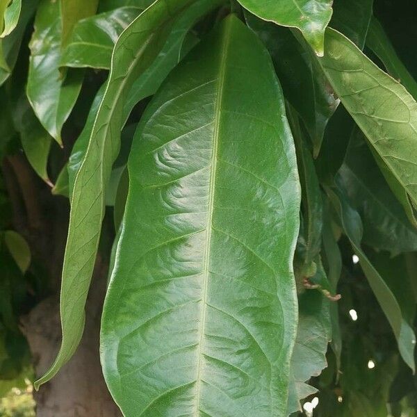 Syzygium malaccense Leaf