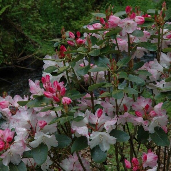 Rhododendron souliei