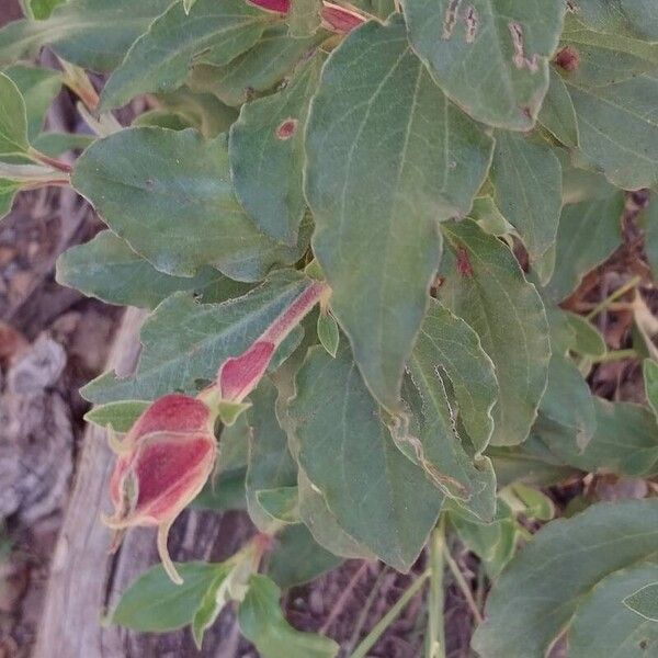 Cistus laurifolius Hoja