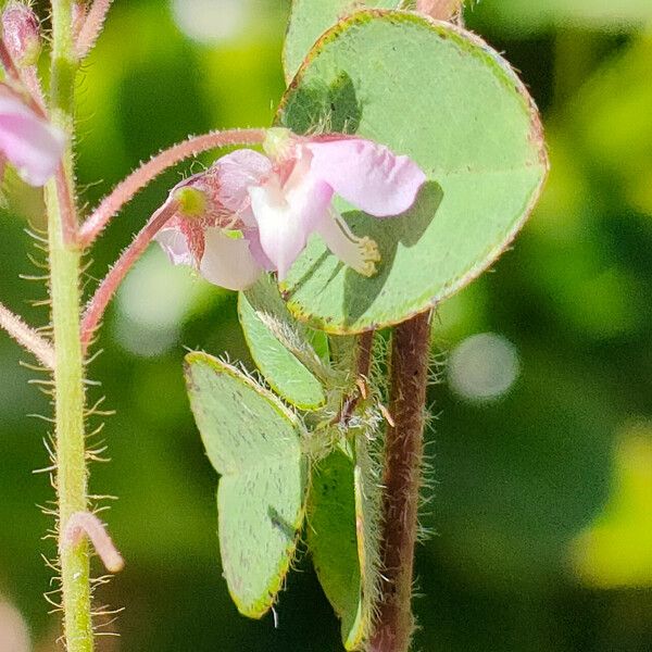 Desmodium tortuosum Blomma