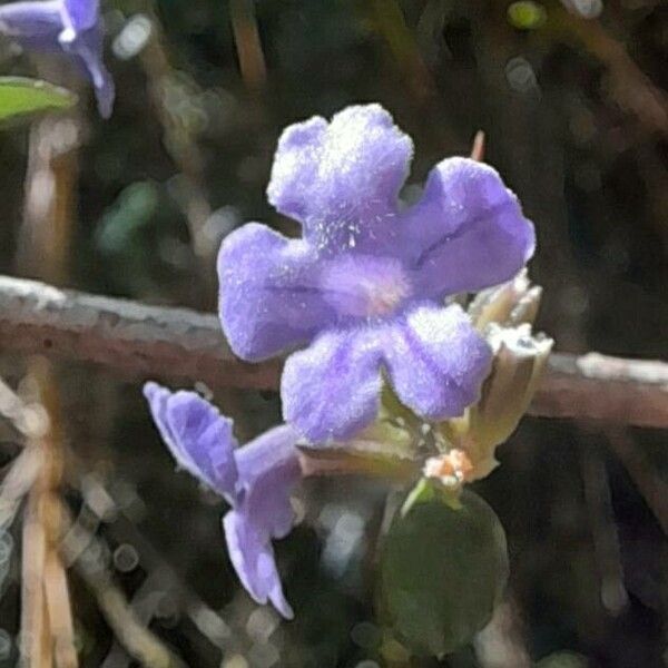 Duranta triacantha