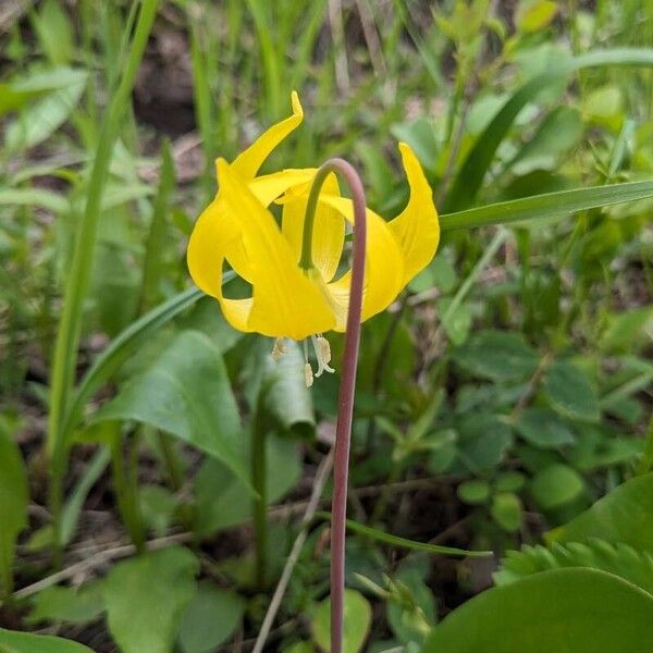 Erythronium grandiflorum Flor