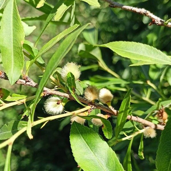 Prunus tenella Плід