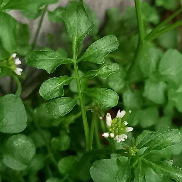 Cardamine flexuosa Deilen