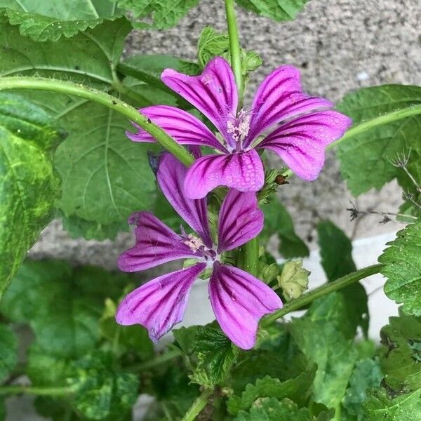 Malva setigera 花