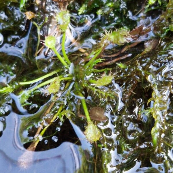 Drosera intermedia Yaprak