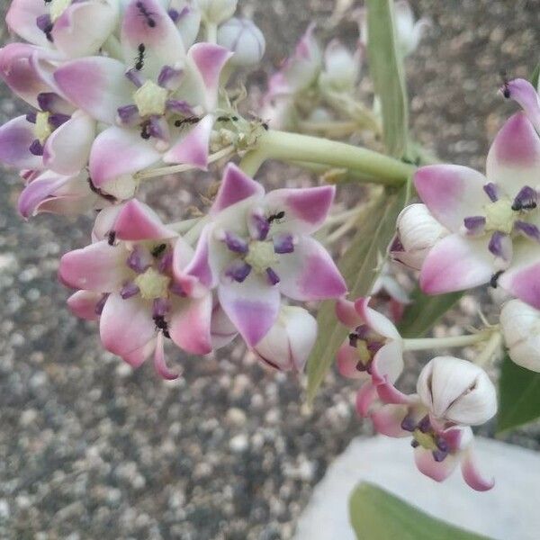 Calotropis procera 花