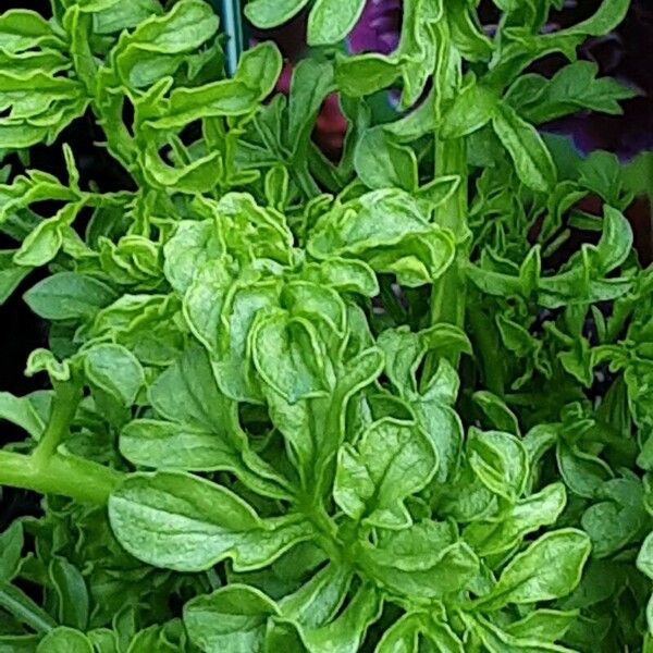 Cardamine amara Leaf