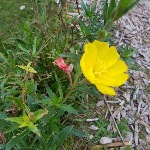 Oenothera stricta Lorea