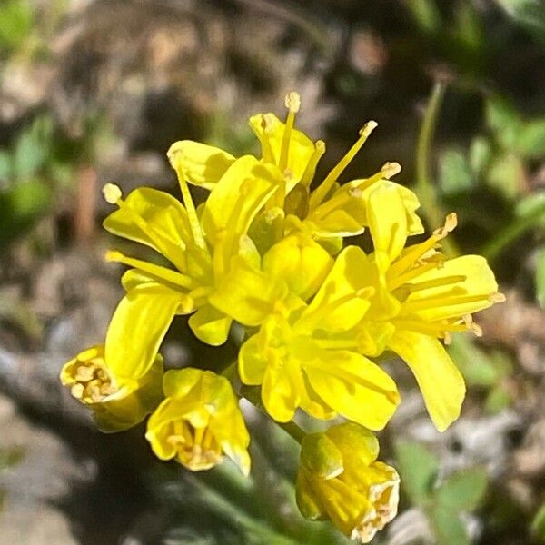 Draba aizoides Blomma