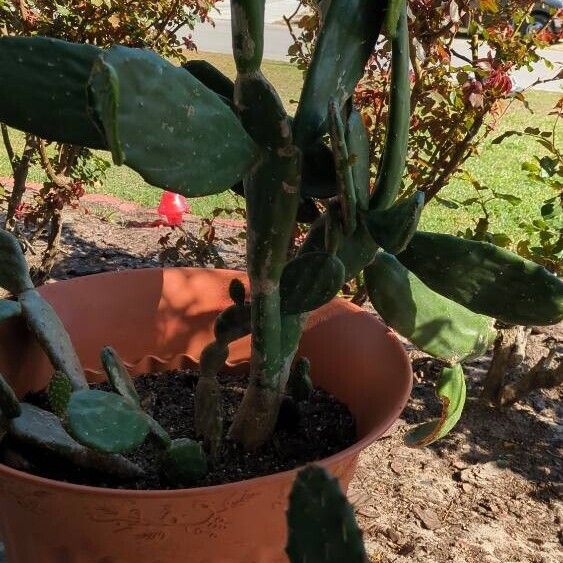 Opuntia cochenillifera Folio