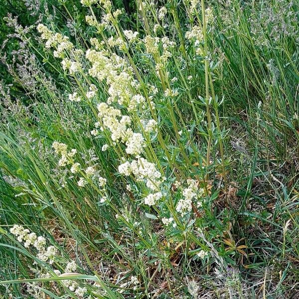 Galium album Blüte