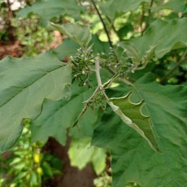 Solanum torvum Blatt