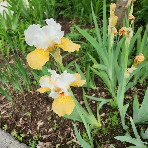 Iris barbatula 花