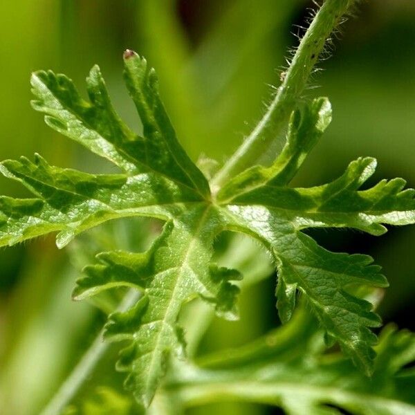 Malva moschata 葉