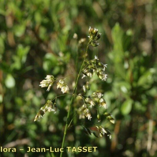 Hierochloe odorata Flower