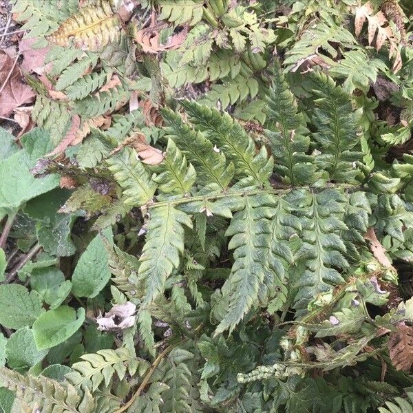 Polystichum rigens Leaf