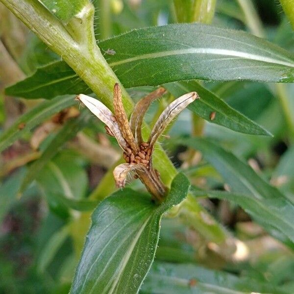 Oenothera stricta Vaisius