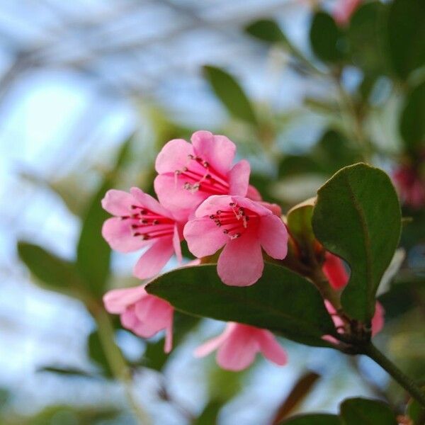 Rhododendron dielsianum Квітка