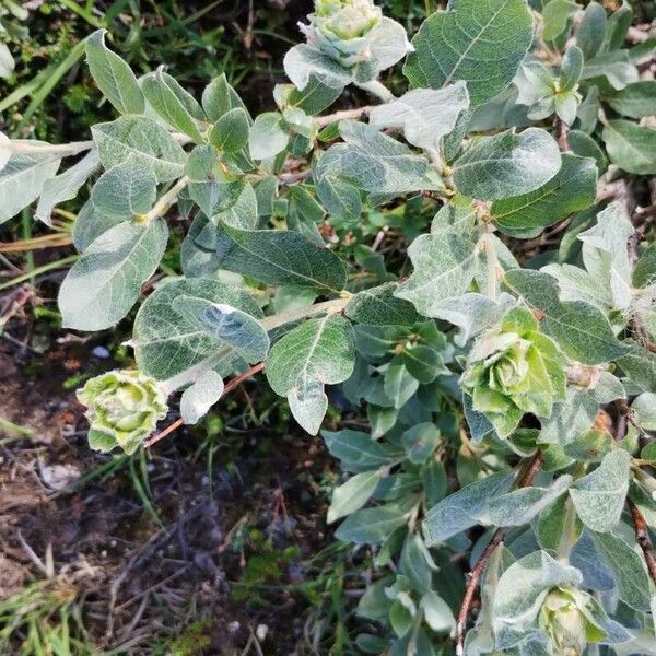 Salix glauca Leaf