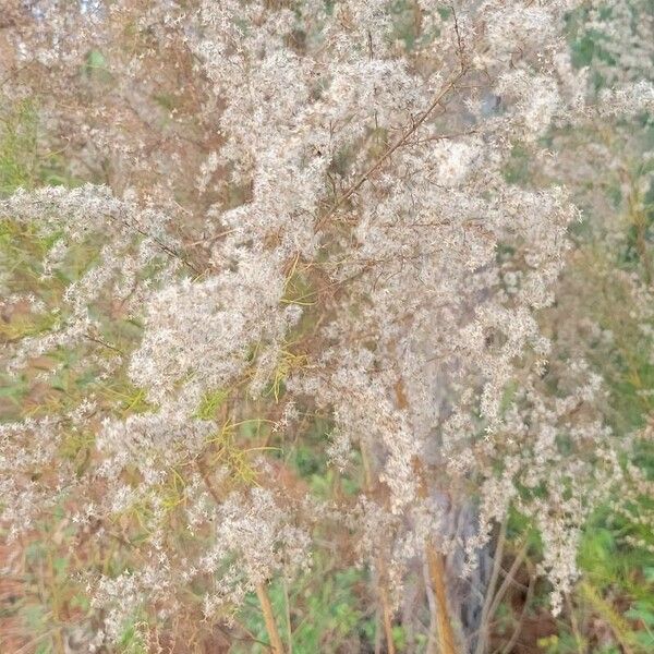 Eupatorium capillifolium Flower