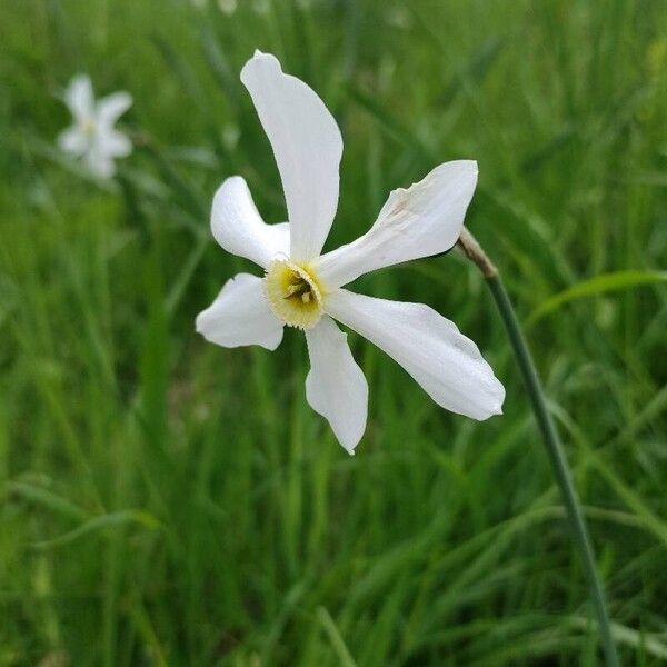 Narcissus poeticus 花