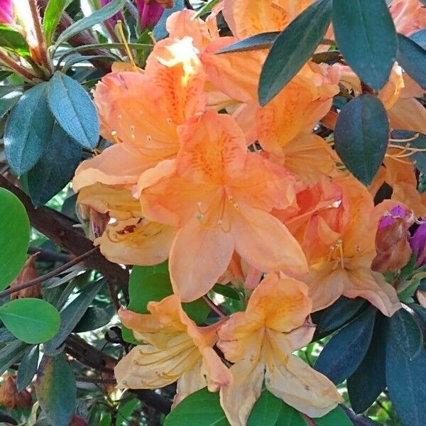 Rhododendron ferrugineum Blodyn