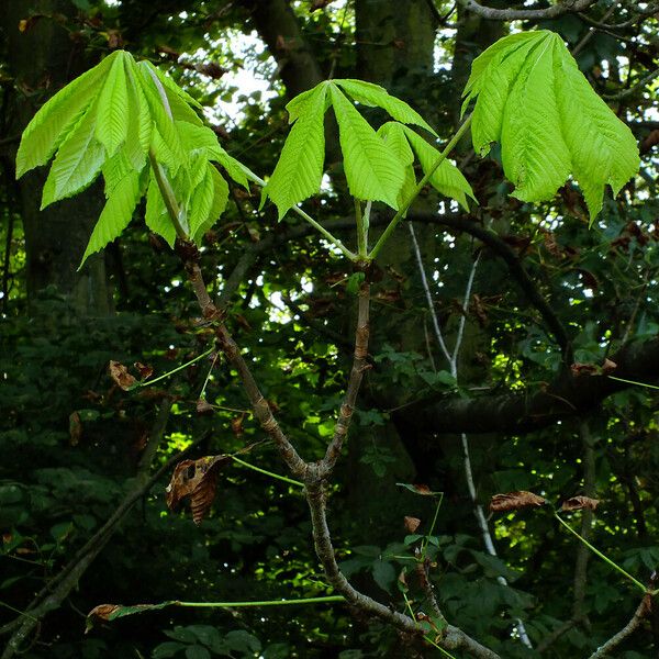 Aesculus turbinata Habit