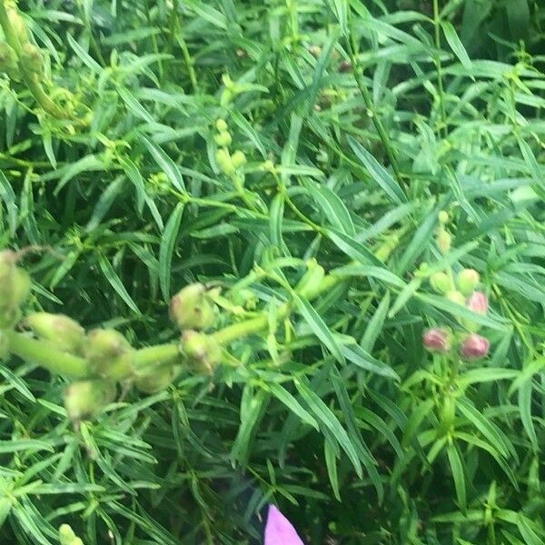 Antirrhinum australe Hostoa