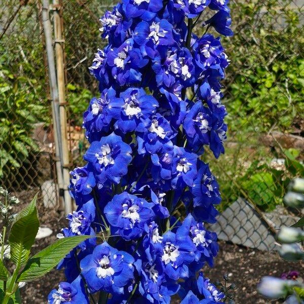 Delphinium elatum Flower