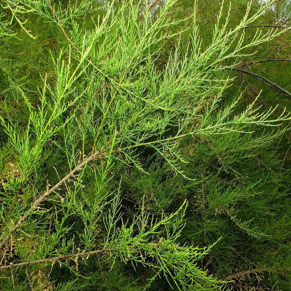 Tamarix chinensis Fuelha