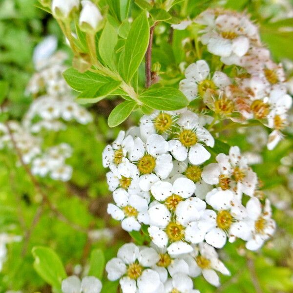 Spiraea hypericifolia Blüte