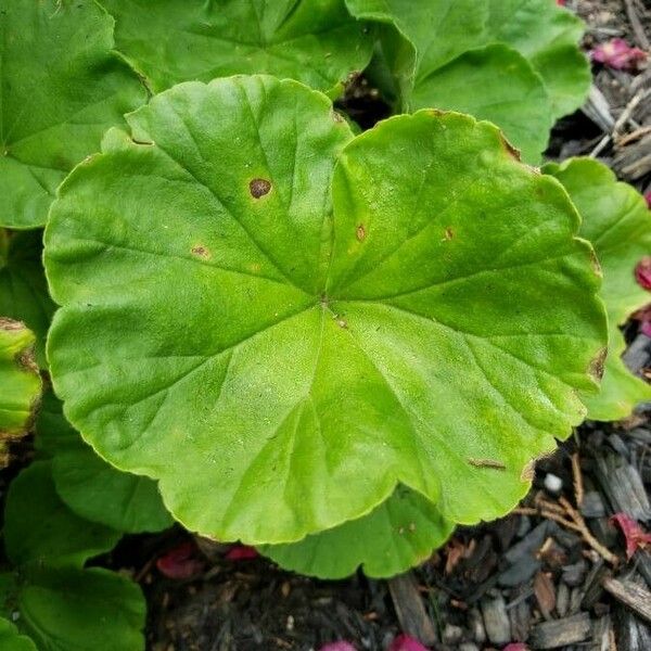 Pelargonium × hybridum Листок