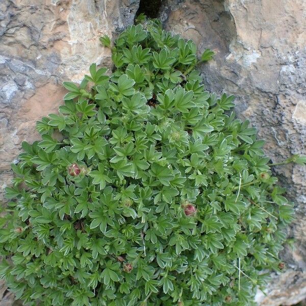 Potentilla nitida Hábitos