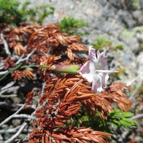 Dianthus siculus Кветка