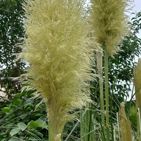 Cortaderia selloana 花