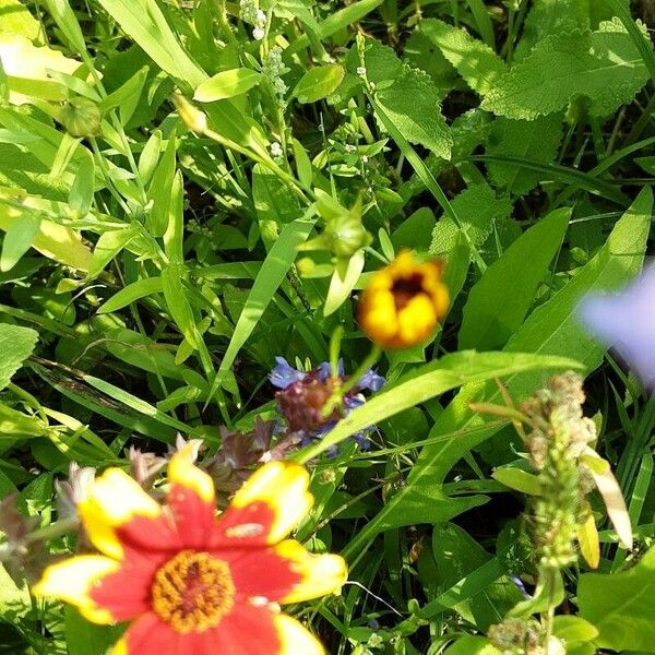 Coreopsis tinctoria Kvet