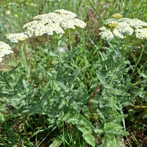 Achillea crithmifolia Habitus