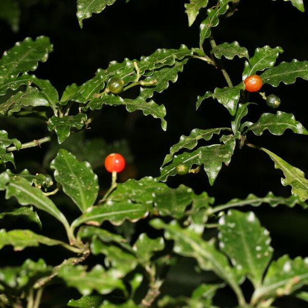 Psychotria biaristata Fruit