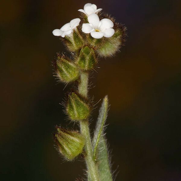 Plagiobothrys canescens Lorea