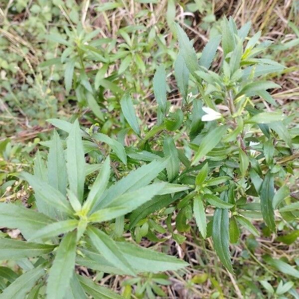 Capraria biflora List