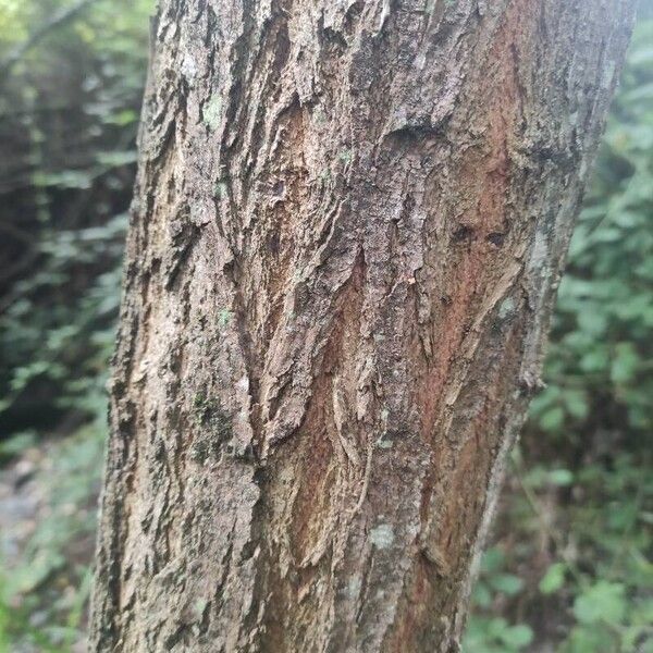 Robinia viscosa Bark