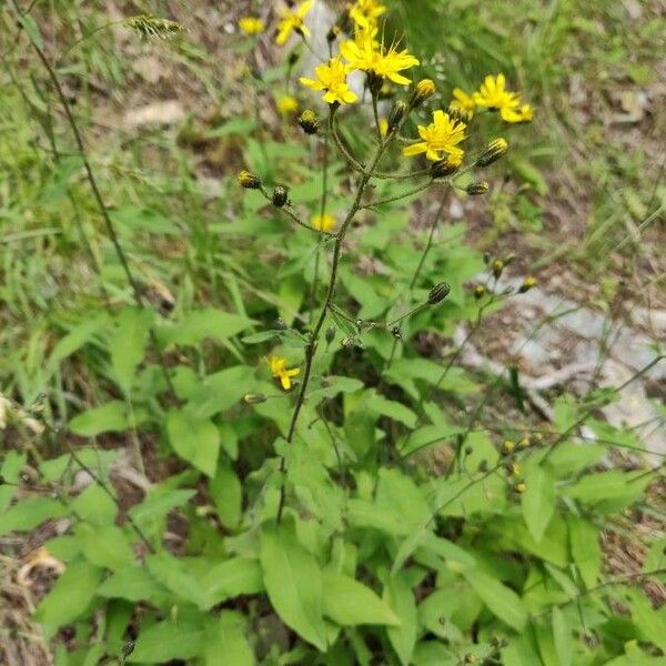 Hieracium prenanthoides ফুল